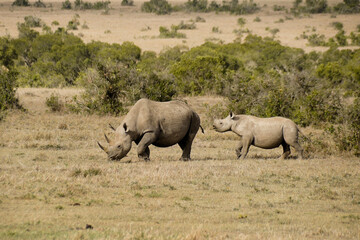 Obraz premium Black rhinoceros and calf, Ol Pejeta Conservancy, Kenya