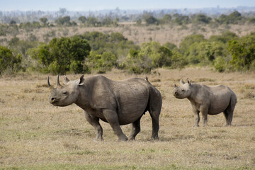 Black rhinoceros and calf, Ol Pejeta Conservancy, Kenya