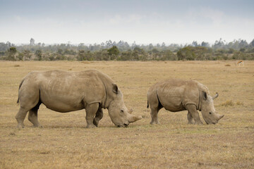 Fototapeta premium White rhinoceros and calf grazing, Ol Pejeta Conservancy, Kenya