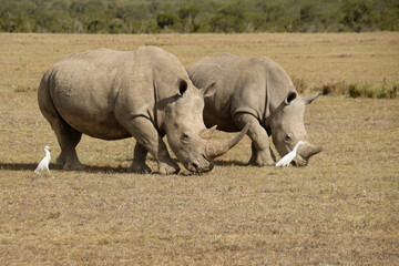 Obraz premium White rhinos grazing, cattle egrets following for insects, Ol Pejeta Conservancy, Kenya