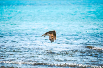 Osprey flying over the sea in Australia
