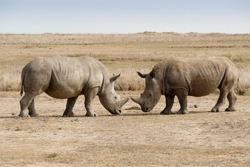 Fototapeta premium Male white rhinos mock fighting for dominance, Ol Pejeta Conservancy, Kenya