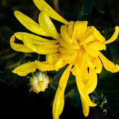 Yellow chrysanthemum mums