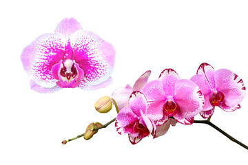 pink or purple orchid flower on white