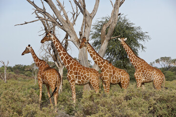 Group of reticulated giraffes, Samburu Game Reserve, Kenya