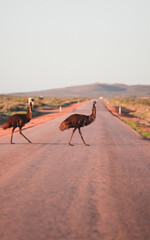 Emu in Australia. 