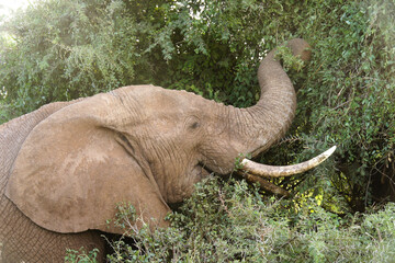 African elephant browsing; Samburu Game Reserve, Kenya