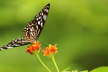 Beautiful butterfly siting on a flower in different frames