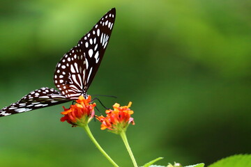 Beautiful butterfly siting on a flower in different frames