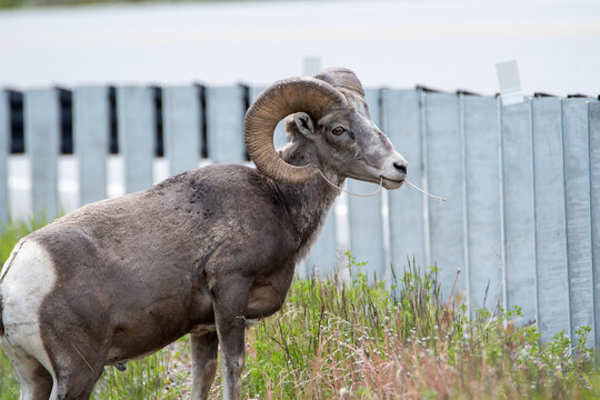 Big horn sheep eating on the roadside.   Kootenay National Park,  BC Canada 
