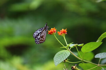 Beautiful butterfly siting on a flower in different frames