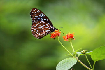 Beautiful butterfly siting on a flower in different frames