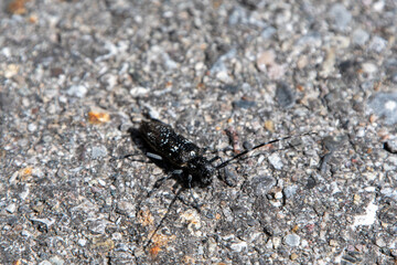 Pine Sawyer Beetle sitting on the ground.   Kootenay National Park,  BC Canada
