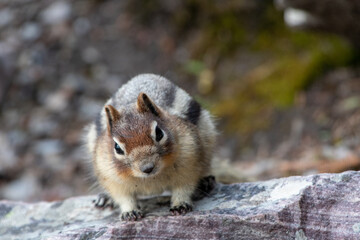 A closeup of Golden-mantled ground squirrel resting on the rock.   Banff National Park,  AB Canada
