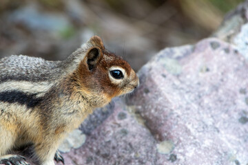 A closeup of Golden-mantled ground squirrel resting on the rock.   Banff National Park,  AB Canada
