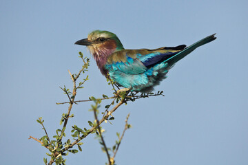Lilac-breasted roller perched on branch, Samburu Game Reserve, Kenya