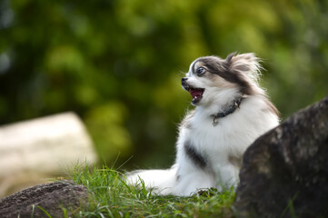 おすましポーズのチワワ
