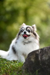 おすましポーズのチワワ