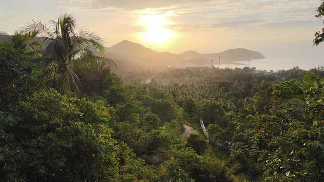 Aerial view of lush green jungle in sunset with palm trees