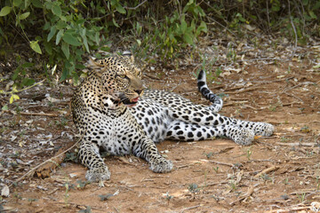 Fototapeta na wymiar Female leopard lying by bushes, Samburu Game Reserve, Kenya