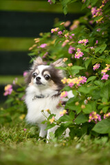 おすましポーズのチワワ