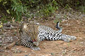Female leopard licking her paw (grooming), Samburu Game Reserve, Kenya