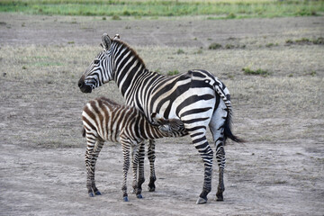 Fototapeta na wymiar Common zebra (with old wound on haunch) nursing foal, Masai Mara Game Reserve, Kenya