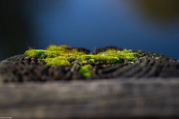 Moss_2