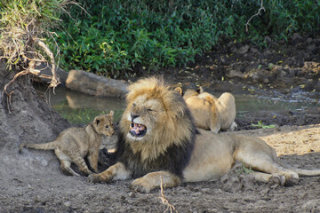 Male lion annoyed by his cub while lioness drinks from pool in background, Masai Mara Game Reserve, Kenya