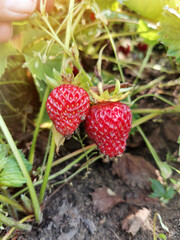 wild strawberry in the garden
