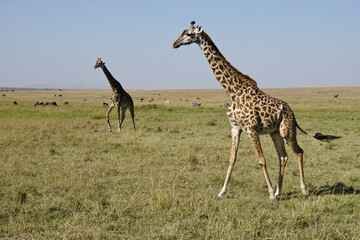 Masai giraffes walking on savanna, Masai Mara Game Reserve, Kenya