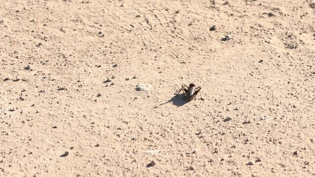 Mormon cricket katydid jumps clumsily on dirt road slow motion.