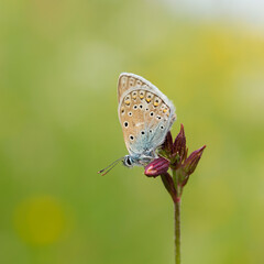 The common blue butterfly (Polyommatus icarus) is a butterfly in the family Lycaenidae. Common blue butterfly (Polyommatus icarus), at rest with underside visible.