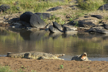 Nile crocodiles sunning on bank of Mara River, Masai Mara Game Reserve, Kenya