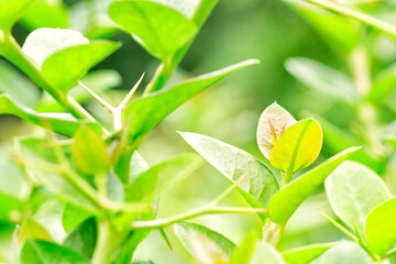 green leaves on a sunny day