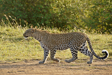 Female leopard walking, Masai Mara Game Reserve, Kenya
