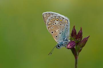 The common blue butterfly (Polyommatus icarus) is a butterfly in the family Lycaenidae. Common blue butterfly (Polyommatus icarus), at rest with underside visible.