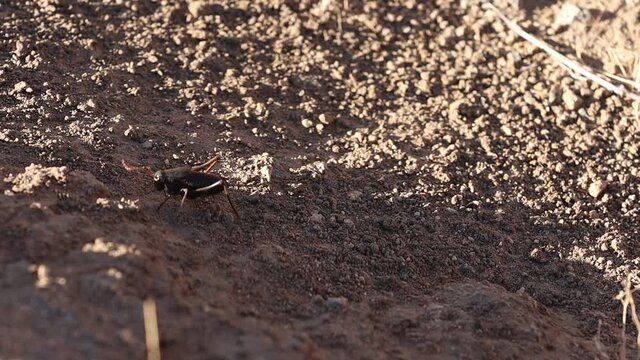 Mormon cricket walking through desert.