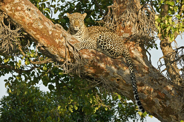 Female leopard resting in crotch of tree, Masai Mara Game Reserve, Kenya