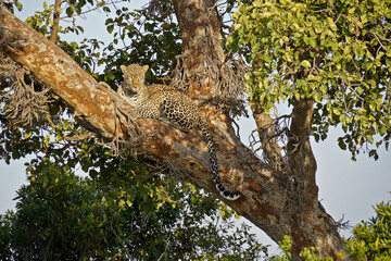 Fototapeta na wymiar Female leopard resting in crotch of tree, Masai Mara Game Reserve, Kenya
