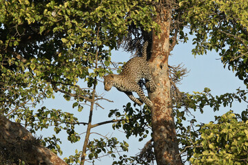 Young male leopard jumping to another tree limb, Masai Mara Game Reserve, Kenya