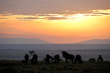 Wildebeests at sunrise on the Masai Mara, Kenya