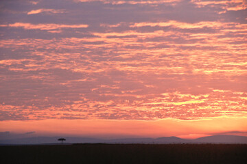 Obraz premium Sunrise on the Masai Mara, Kenya