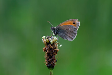 The small heath (Coenonympha pamphilus) is a butterfly species belonging to the family Nymphalidae