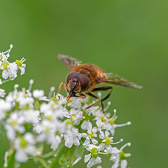 Eristalis pertinax is a European hoverfly. A macro shot of a hoverfly (Eristalis pertinax).