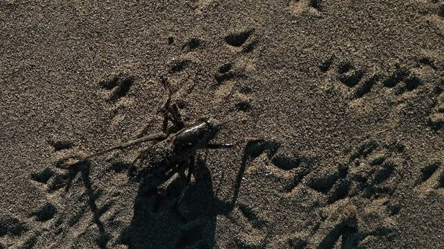 Large black mormon cricket katydid in sand walk hop walk slow motion.