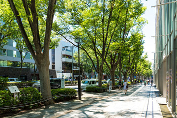 (東京都-都市風景)新緑の表参道２