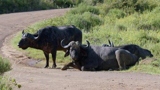 Slow Motion View of African Cape Buffalo, Animals on Road of Natural Park Reserve, Kryger Park, South Africa