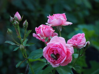 roses in the garden