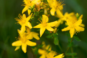 Hypericum perforatum, St John's wort, yellow flowers macro